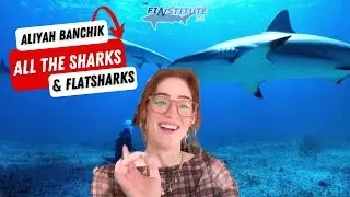 All The Sharks Netflix: Aliah Banchik Shares About Her Career and Stories from the Shark Game Show