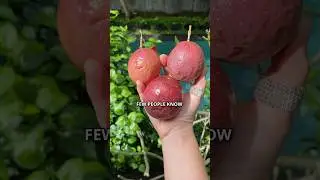 How To Choose The Right Fruit #fruit #tropicalfruit #passionfruit