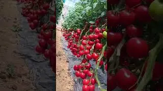 &ldquo;Colorful Vegetables | Eat the Rainbow&rdquo;