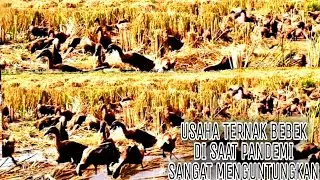 Duck farming today is very profitable || malang kebonagung punya cerita