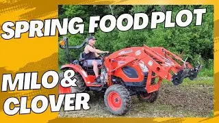 Spring Food Plots, Milo and Clover.