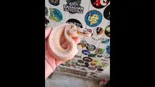 world first combo Genetic Stripe (Israel)
