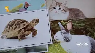 10 best friends of cats #animals #animalworld #funnyanimals