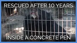 Lily the Bear Rescued After 10 Years Inside a Tiny, Filthy Concrete Pen