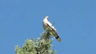 White-wing Dove calling
