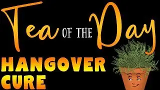 Tea of the Day #77 - BEST TEA for HANGOVERS