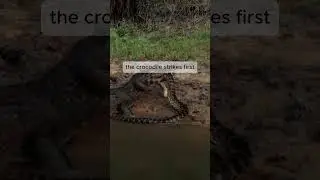 Crocodile Attacks Giant Python | Wild Survival Battle