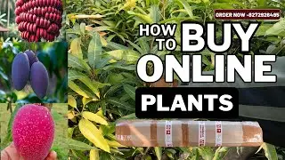 How to buy online plants //miyazaki mango // nursery walla