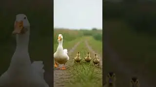 &ldquo;Cute Ducks Walking in Line | Relaxing Nature ASMR&rdquo; #asmr#nature#satisfying#ducks #relaxing