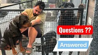 Rottweiler Bubzee & Street Dogs Ki Ladaayi Ka Sach? Kya Bubzee Ne Kisi Dog Ko Mara Diya Hai ?