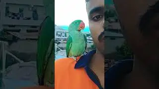 Badi pet kaise bolata hai aise bolata Hai mitthu mitthu