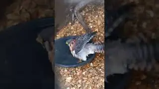 PERYAN (Peregrine/American Kestrel Hybrid) HAVING A BATH!