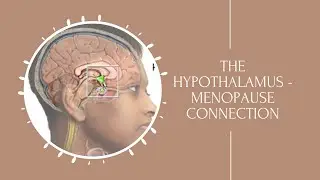 Menopause and the Hypothalamus - What Is the Connection?