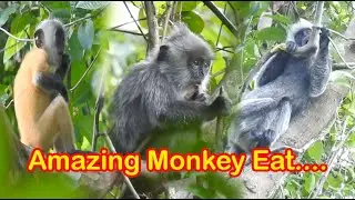 Amazing Monkey Eat.....|silver leaf monkey #122|wildlife99#122
