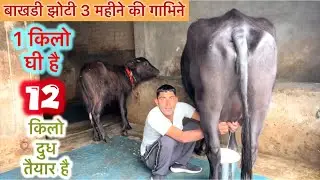 1 किलो घी 12 किलो दूध है ☄️बाखड़ी झोटी 3 महीने की गाभिन चेक पास है ⭐️नीचे कटडा दुसरे बयातं Bakhadi 