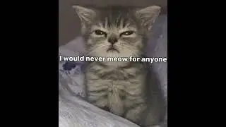 will u meow 4 mylo? #dog #funny #fypシ #maltipoo #viral