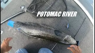 Giant Northern Snakehead Fry Guarders