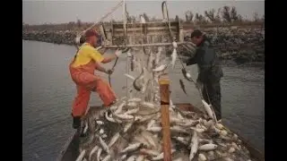 Commercial Gillnet Fishing for Mullet in the Mississippi River.