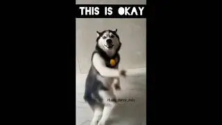 🎬🤣🕺🕺Ramstk Family Dance Part 2 #shorts #ramstkfamily #dogdance #tamilcomedy #tamildance