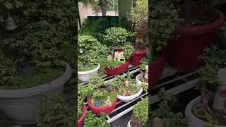My tray garden 🪴🪏 #traygarden #plants #miniature #miniatureart #garden design#gardeningtips 🌺