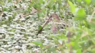 Agachadiza de p&aacute;ramo (gallinago nobilis/andino)