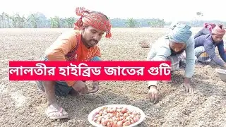লালতীর হাইব্রিড জাতের গুটি বীজ