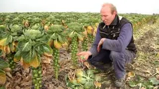Groentje van de maand: Spruiten