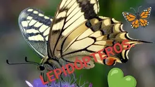 🦋LEPID&Oacute;PTEROS (MARIPOSAS) informaci&oacute;n b&aacute;sica.🦋💚 | @BiologicalWorldIMA 🧫