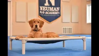 Auggie (Golden Retriever) Puppy Camp Dog Training Video Demonstration