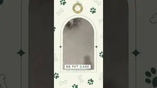 Fun & Safe Playtime Activities for Shih Tzu Shadow at NB Pet Care #nbpetcare #funnydogs #nangoobaby