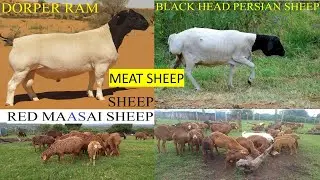 MUTTON SHEEP BREEDS