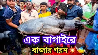 পদ্মা নদীর বাঘা আইড় মাছ 🐟 | মেঘুলা বাজারে নিলামে বিক্রি হলো বিশাল আইড়