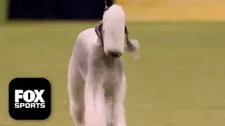 The Terrier Group 🐕 2026 Westminster Dog Show