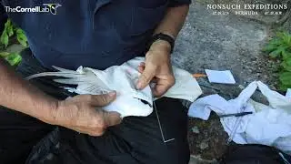 Tropic Bird Health Check with surprise chick!