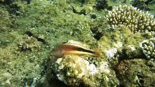 Paracirrhites forsteri &ndash; Кудрепёр Форстера &ndash; Blackside hawkfish DSCF0501