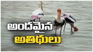 అందమైన అతిథులు | Special Story On Kolleru Lake Wildlife Sanctuary | 10TV News