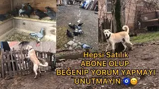 Güvercinlerin hepsini Sahiplentirecem-Köpeklerim çok şükür iyileşti#kangal#youtube #güvercin#keşfet
