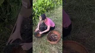 Amazing fishing trap idea #fishing #fish #funny #simran4040 #viral #trending #shorts #tiktok