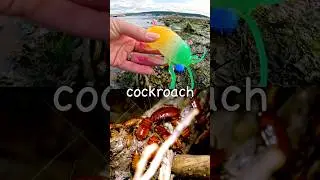 Bug Insect Names | Kids Learn at the Harbour: Rhino Beetle Cockroach Fly Dragonfly Earthworm