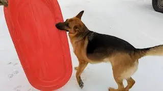 German Shepherd’s Reaction to Her First Sled! Part 1
