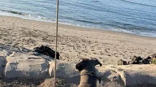 LA To San Francisco Camping Trip With My Dog Blue