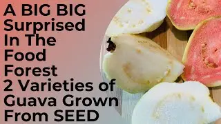 A BIG BIG Surprised In The Food Forest 2 Varieties of Guava Grown From SEED