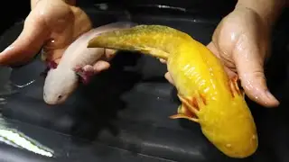 LOOK AT THE SIZE OF THESE AQUATIC DRAGONS - *AXOLOTL GIVEAWAY* - I didn't know this about them...
