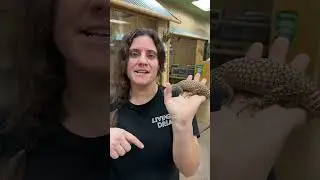 Супер очаровательный маленький монитор Аки!! 😍🦎