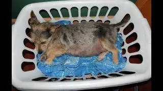 CHIHUAHUA gives BIRTH to PITBULL puppies END OF VIDEO HAS PICS & CLIPS OF DAD, MOM & CRELLA TOGETHER