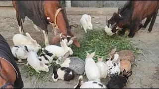 Cute Animals Rabbits aur Guinea Pigs baby Sab ko bahar nikal diya 🐇🌿😘 @i_am_sumit_rawat699