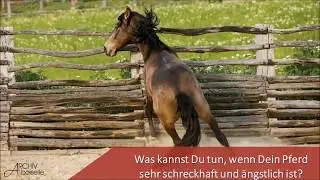 Was kannst Du tun, wenn Dein Pferd sehr schreckhaft und &auml;ngstlich ist?