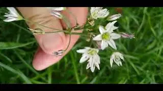 Alho-Falso/(Nothoscordum bivalve) (L.) Britton. [Leitura na Descri&ccedil;&atilde;o]#plantas