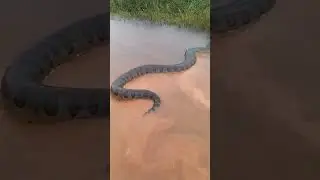 🐍Anacondas del AMAZONAS 🐍 #shortsvideo #shorts  #anacondas  #amazonas