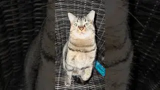 Lovely 🥰 cats kitty cat lover best cat videos Dunn cats cats lover